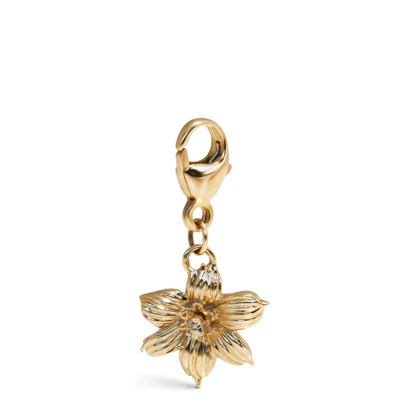 Bermudiana Charm - Davidrose Studio